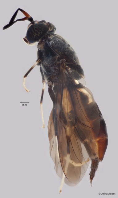 Hermetia sp. "ZRCBDP0051516" • © Arina Adom • All Rights Reserved