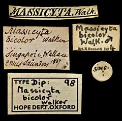 Hermetia bicolor • All Rights Reserved Museum Label