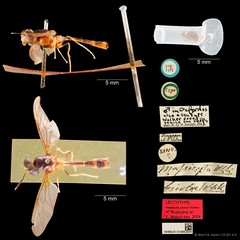Hermetia bicolor • © Wan FA Jusoh • CC BY 4.0