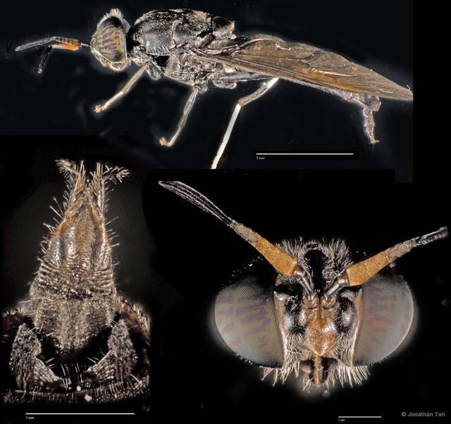 Hermetia illucens
