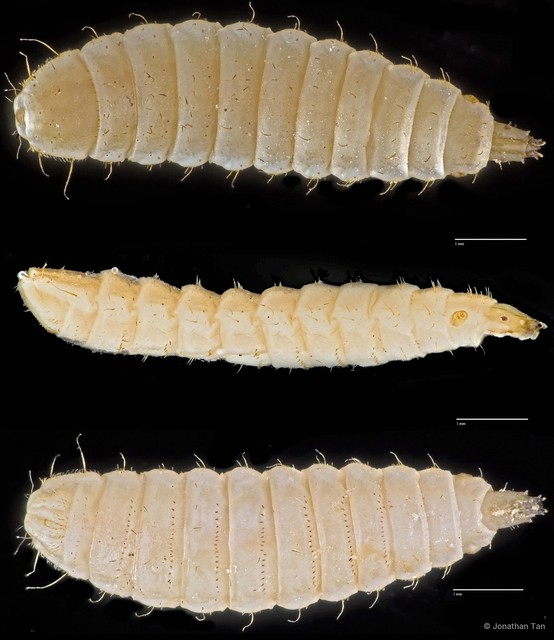 Hermetia illucens