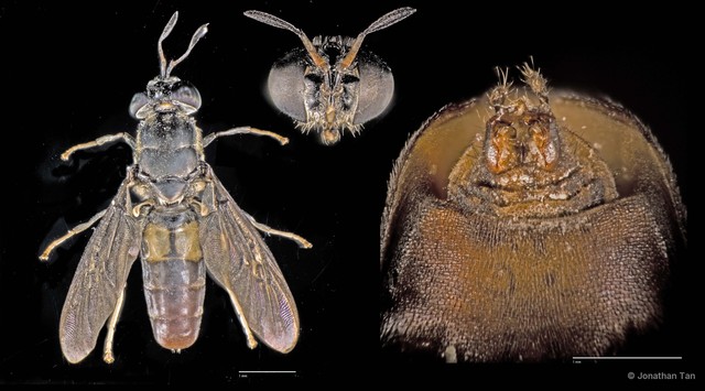 Hermetia illucens