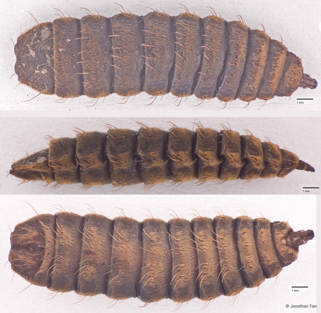 Hermetia illucens