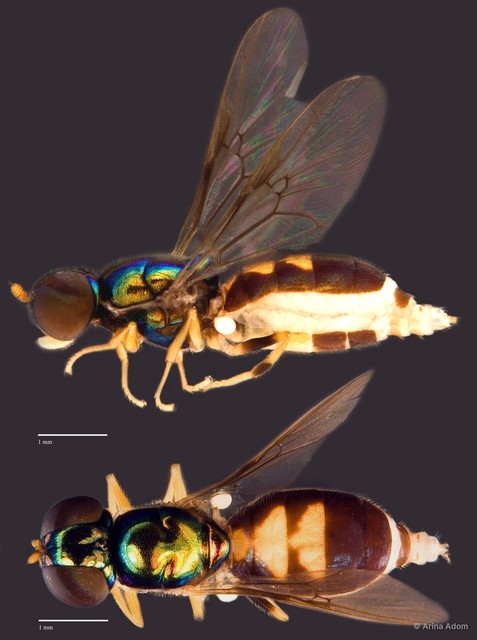 Microchrysa sp. "ZRCBDP0049860" • © Arina Adom • All Rights Reserved