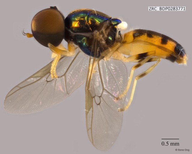 Microchrysa sp. "ZRCBDP0283771" • © Rene Ong • All Rights Reserved