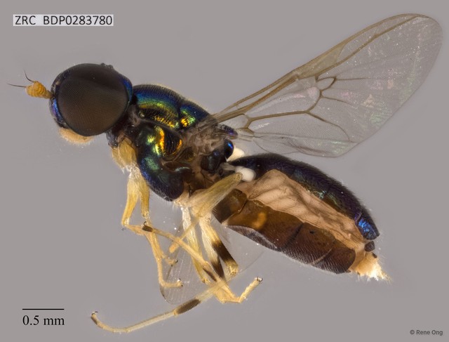 Microchrysa sp. "ZRCBDP0283780" • © Rene Ong • All Rights Reserved