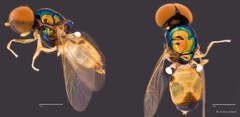 Microchrysa flaviventris • © Arina Adom • All Rights Reserved