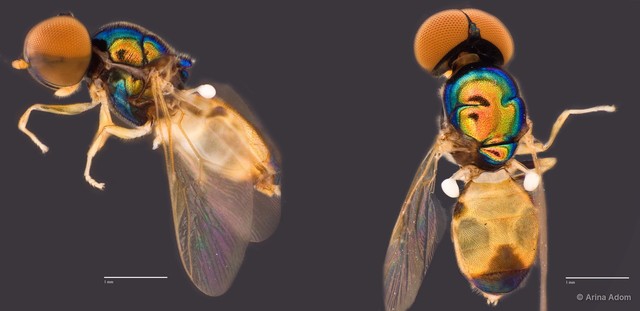 Microchrysa flaviventris
