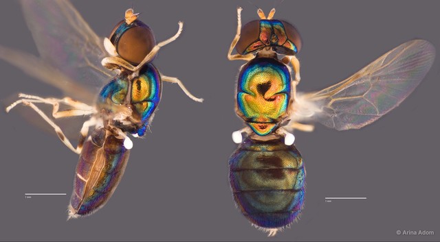 Microchrysa flaviventris • © Arina Adom • All Rights Reserved
