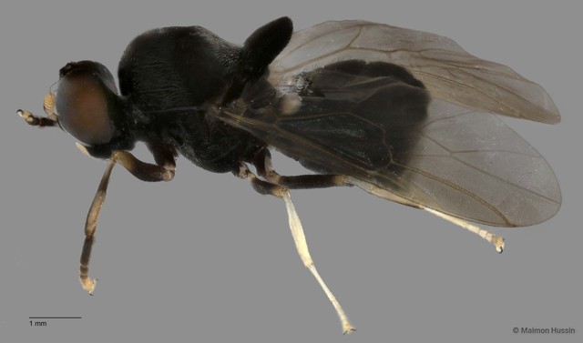 Monacanthomyia sp. "ZRCBDP0049536" • © Maimon Hussin • All Rights Reserved
