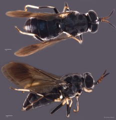 Nigritomyia sp. "ZRCBDP0050059"