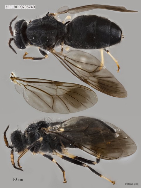 Nigritomyia sp. "ZRCBDP0296740" • © Rene Ong • All Rights Reserved