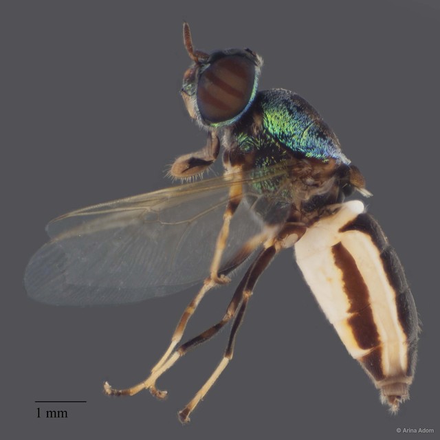 Odontomyia sp. "ZRCBDP0051671" • © Arina Adom • All Rights Reserved