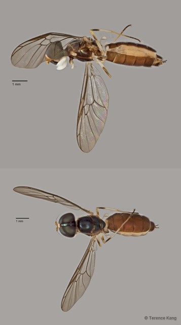 Ptecticus sp. "ZRCBDP0016980" • © Terence Kang • All Rights Reserved