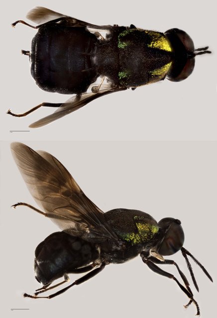 Ptilocera quadridentata • © Tan Wee Chye • All Rights Reserved