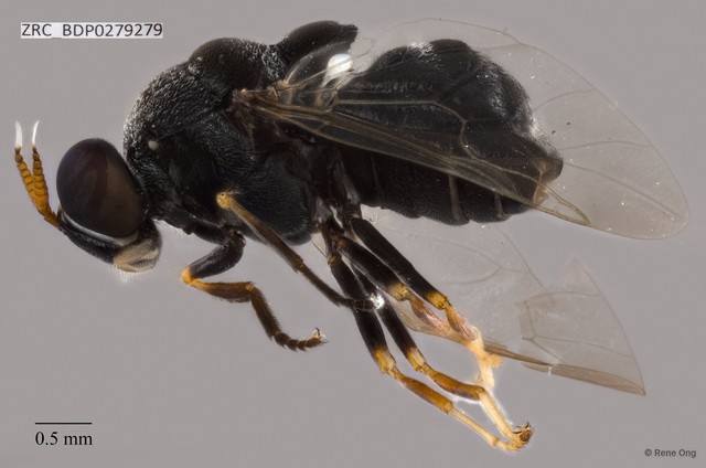 Sternobrithes sp. "ZRCBDP0279279" • © Rene Ong • All Rights Reserved