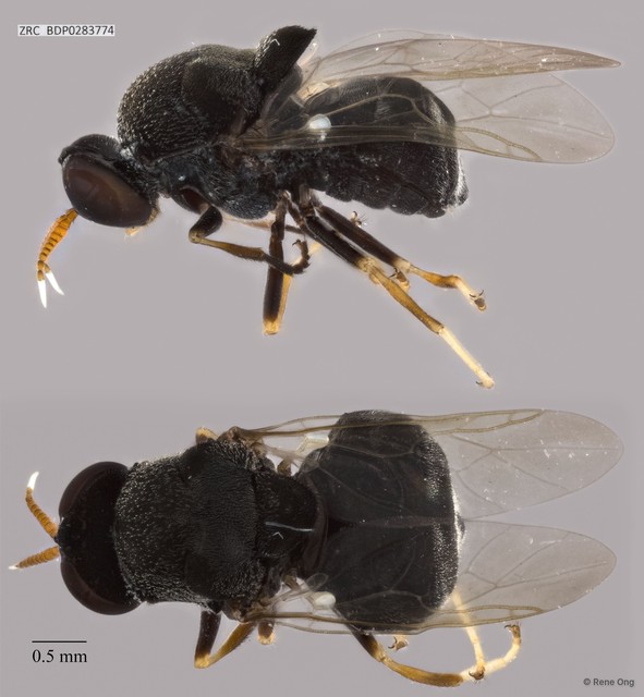 Sternobrithes sp. "ZRCBDP0283774" • © Rene Ong • All Rights Reserved