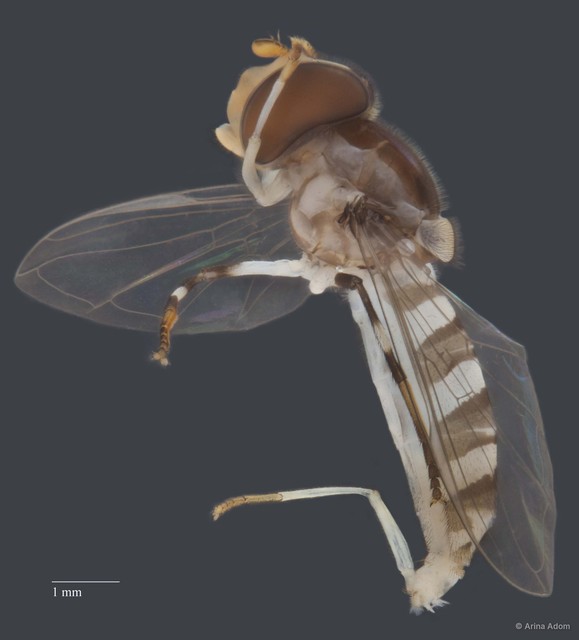 Syrphini sp. "Allograpta/Sphaerophoria ZRCBDP0052048" • © Arina Adom • All Rights Reserved