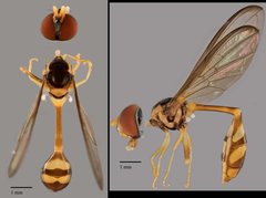Allobaccha sp. "cf. amphithoe, ZRCBDP0038843"