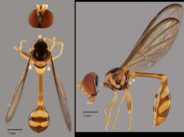 Allobaccha sp. "cf. amphithoe, ZRCBDP0038843" • © Terence Kang • All Rights Reserved