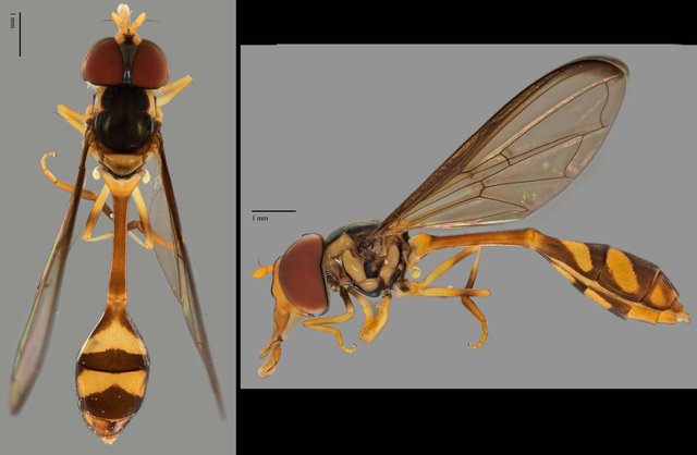 Allobaccha sp. "cf. amphithoe, ZRCBDP0038857" • © Terence Kang • All Rights Reserved