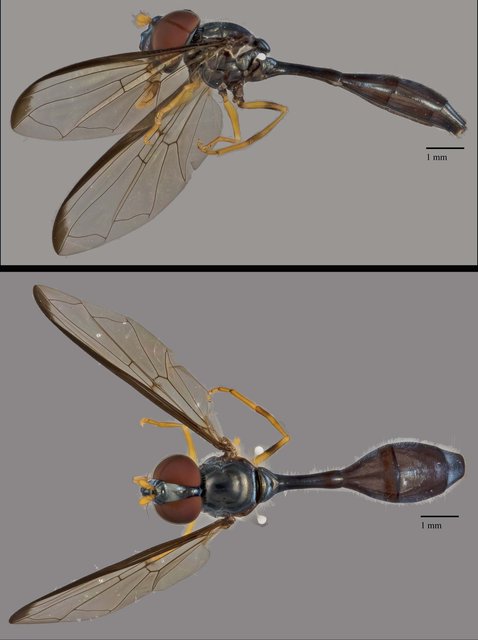 Allobaccha sp. "cf. apicalis, SYR0015" • © Terence Kang • All Rights Reserved