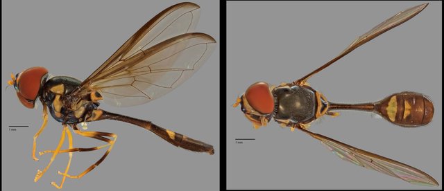 Allobaccha sp. "ZRCBDP0038826"