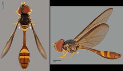 Allobaccha sp. "ZRCBDP0038826" • © Terence Kang • All Rights Reserved