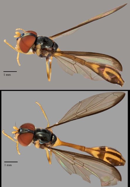 Allobaccha sp. "ZRCBDP0038984" • © Terence Kang • All Rights Reserved