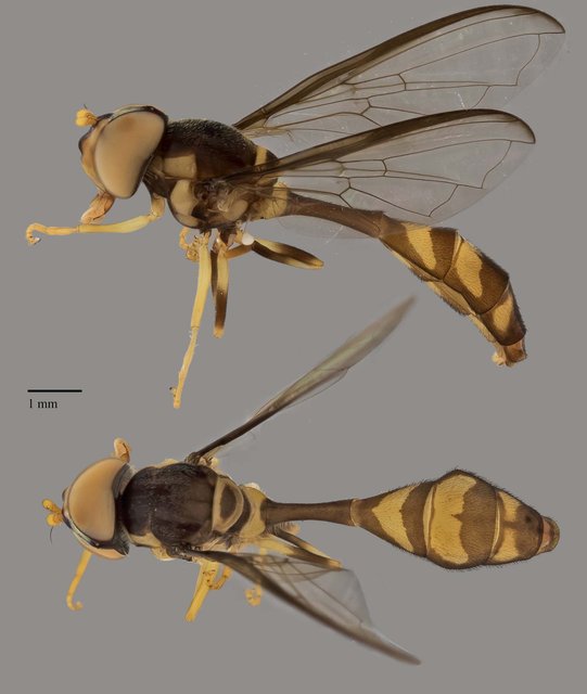 Allobaccha sp. "ZRCBDP0039026"