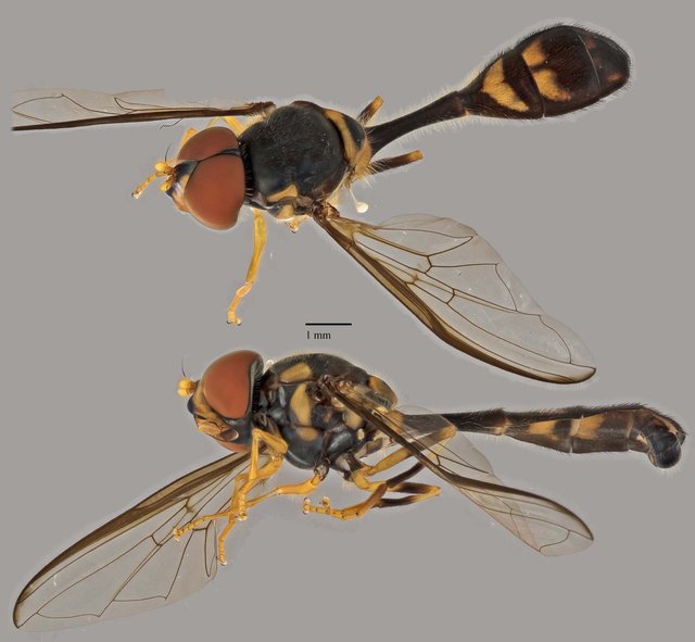 Allobaccha sp. "ZRCBDP0039026"