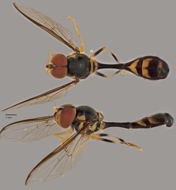 Allobaccha sp. "ZRCBDP0039026"