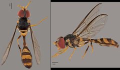 Allobaccha sp. "ZRCBDP0039026" • © Terence Kang • All Rights Reserved