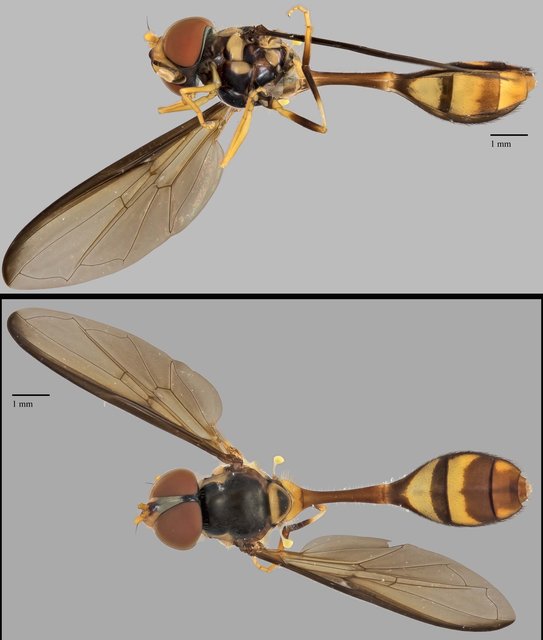 Allobaccha sp. "ZRCBDP0039032" • © Terence Kang • All Rights Reserved