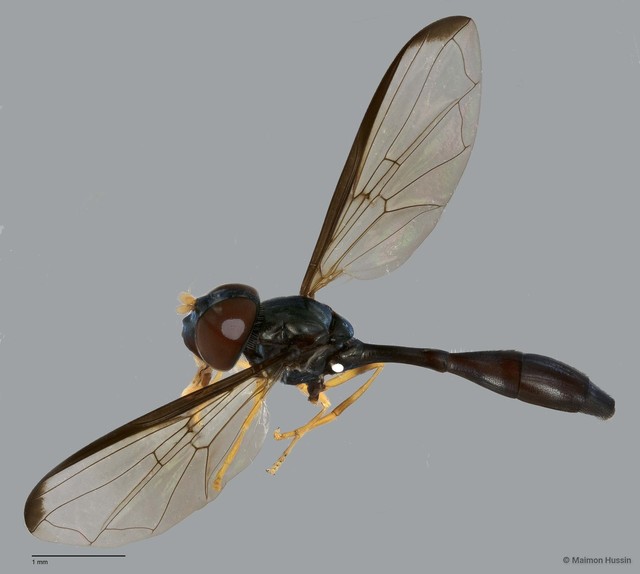 Allobaccha sp. "ZRCBDP0042406" • © Maimon Hussin • All Rights Reserved