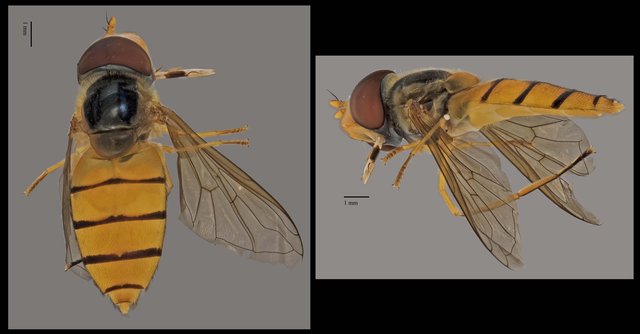 Asarkina sp. "ZRCBDP0038934" • © Terence Kang • All Rights Reserved