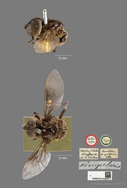 Eosmallota singularis