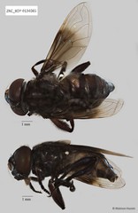 Eosmallota singularis • © Maimon Hussin • All Rights Reserved