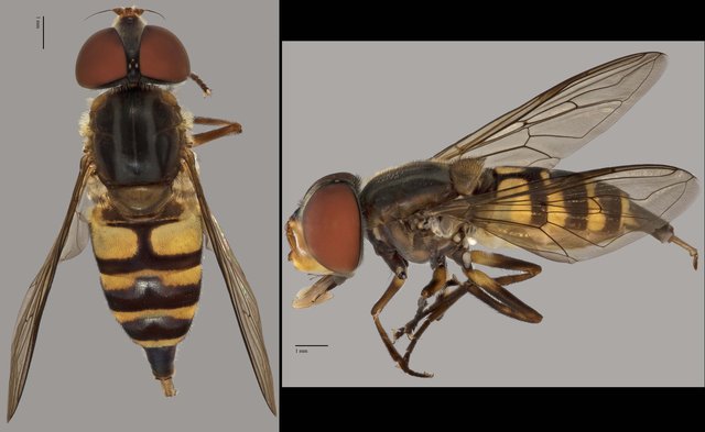 Eristalinus sp. "ZRCBDP0038821" • © Terence Kang • All Rights Reserved
