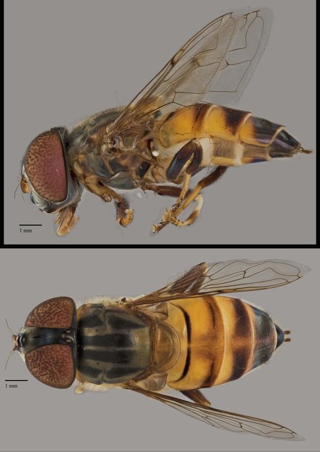 Eristalinus sp. "ZRCBDP0038831" • © Terence Kang • All Rights Reserved