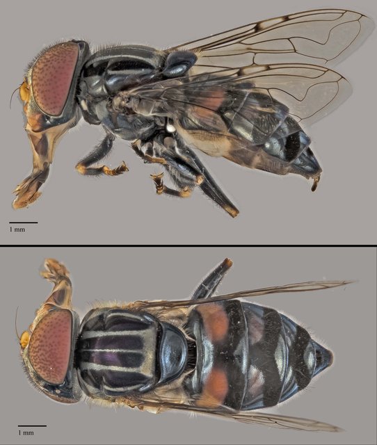 Eristalinus sp. "ZRCBDP0038836" • © Terence Kang • All Rights Reserved