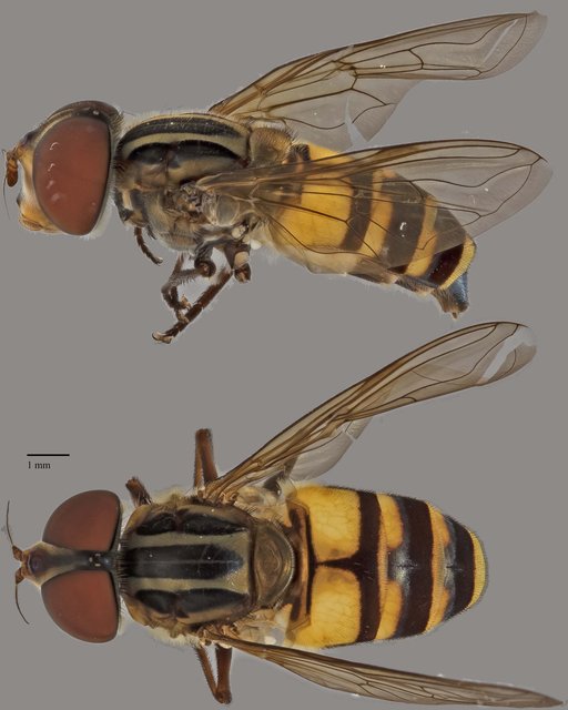 Eristalinus sp. "ZRCBDP0038839" • © Terence Kang • All Rights Reserved