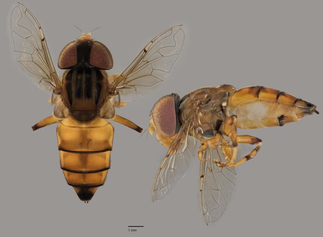 Eristalinus sp. "ZRCBDP0039006"
