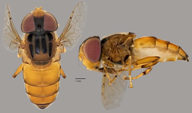 Eristalinus sp. "ZRCBDP0039006"