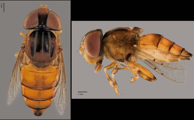 Eristalinus sp. "ZRCBDP0039006" • © Terence Kang • All Rights Reserved