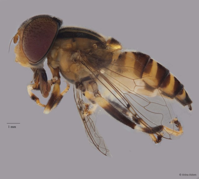Eristalinus sp. "ZRCBDP0052043" • © Arina Adom • All Rights Reserved