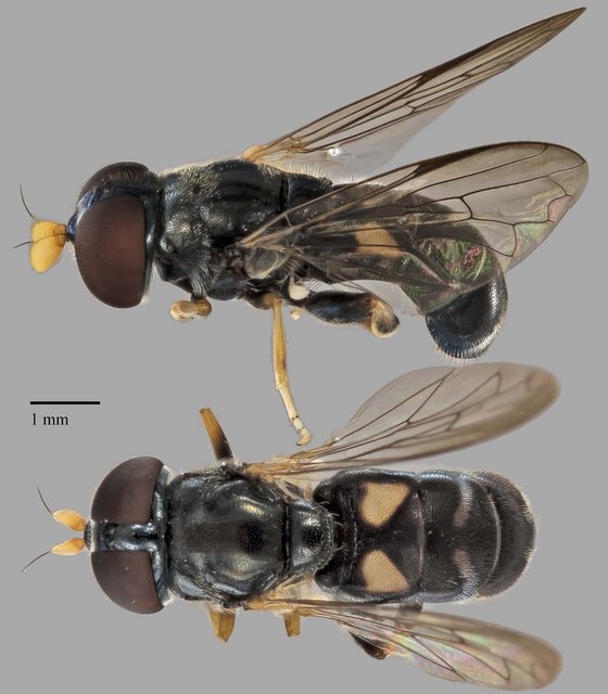 Eumerus sp. "ZRCBDP0038906" • © Terence Kang • All Rights Reserved