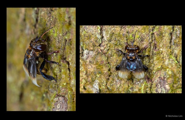 Furcantenna malayana • © Nicholas Lim • All Rights Reserved