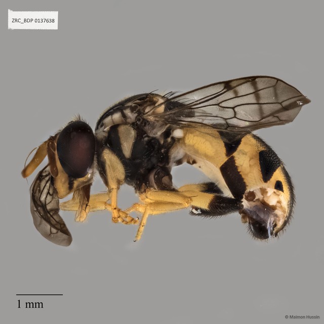Graptomyza sp. "ZRCBDP0137638" • © Maimon Hussin • All Rights Reserved