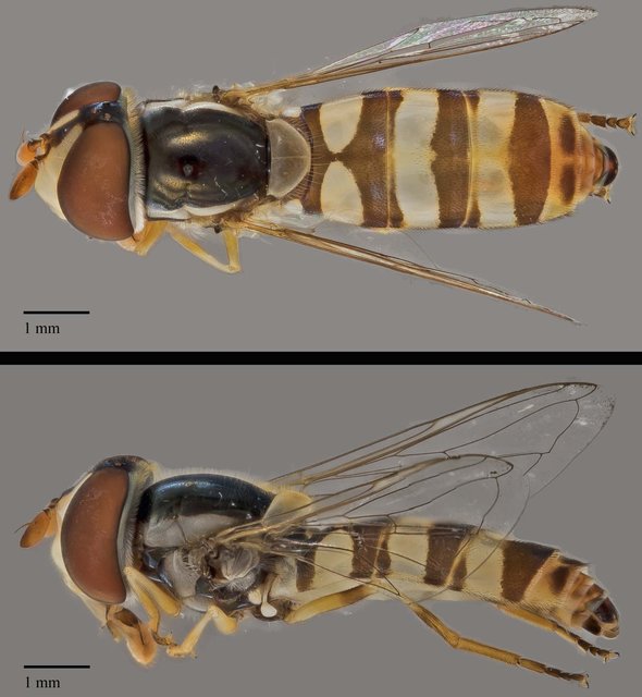 Ischiodon scutellaris • © Terence Kang • All Rights Reserved